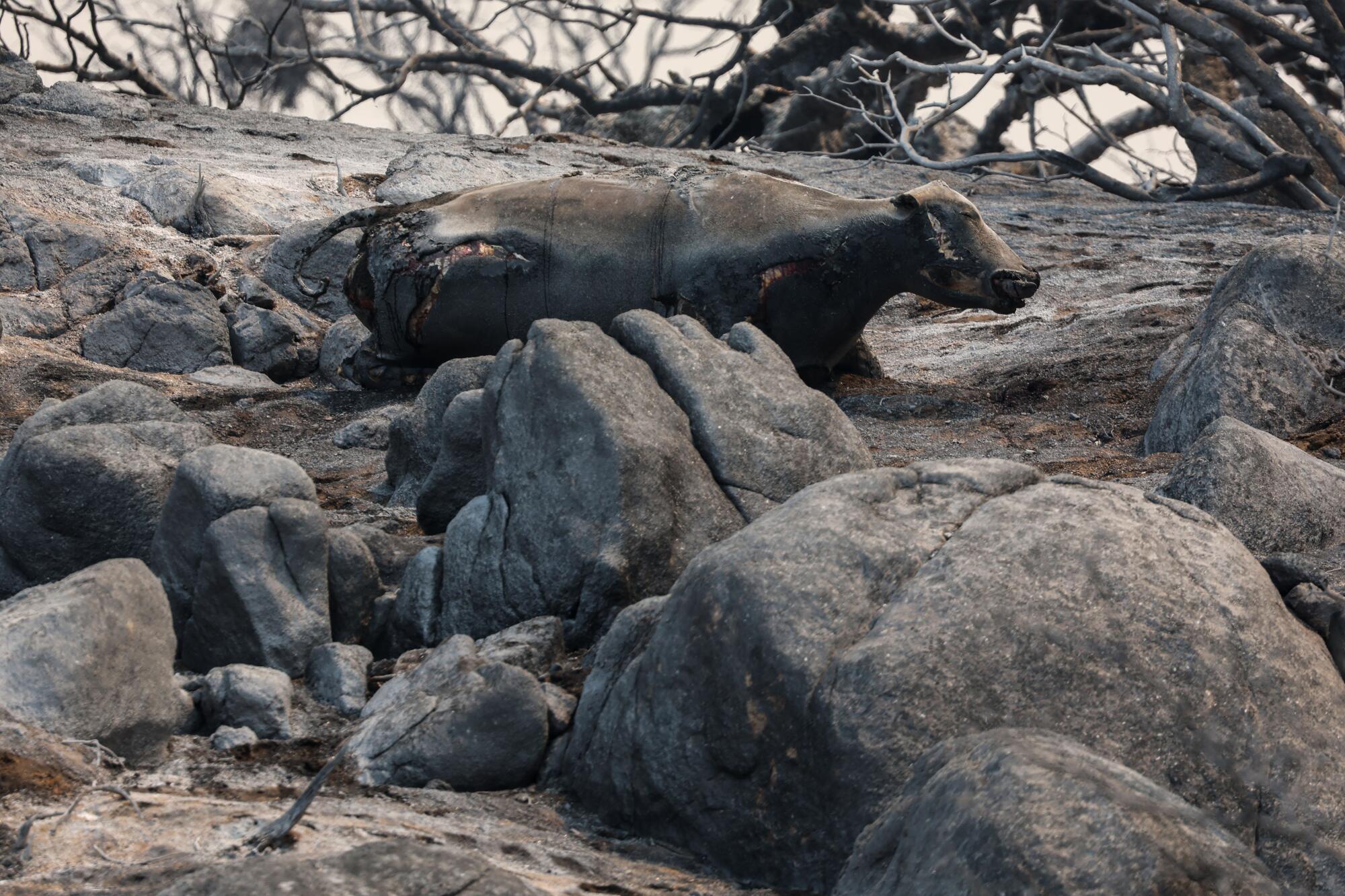 The Borel fire devastated the town of Havilah, killing livestock and leaving many residents homeless.