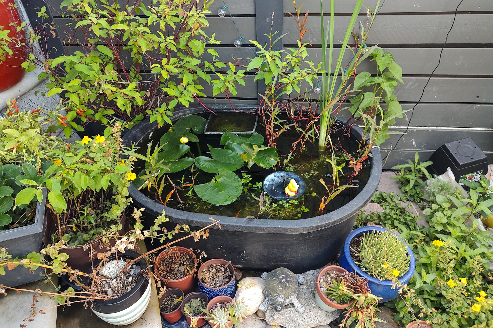 An oval tub pond surrounded by California-native water plants.