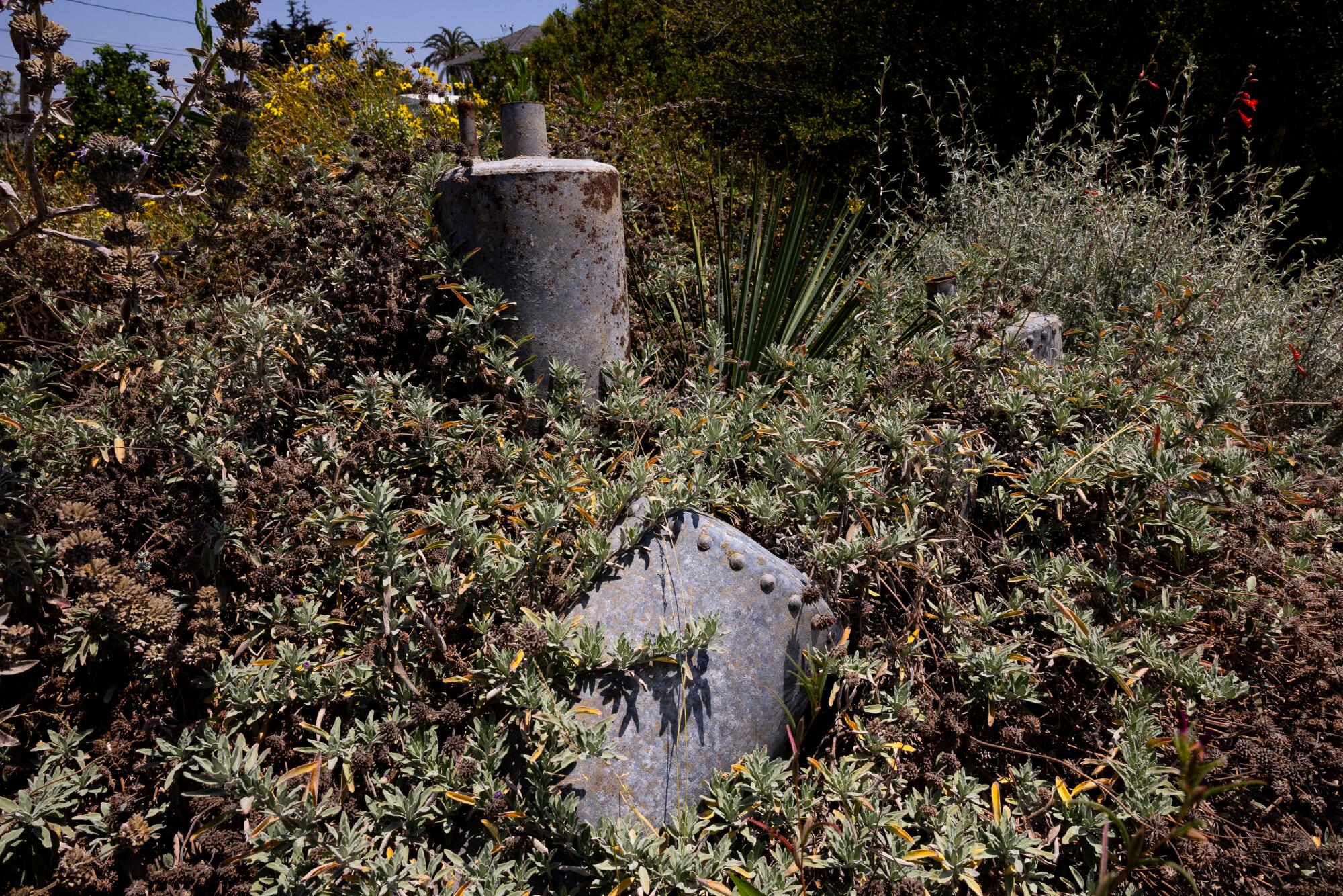 Many of the metal objects in the yard have been overtaken by the plant growth.