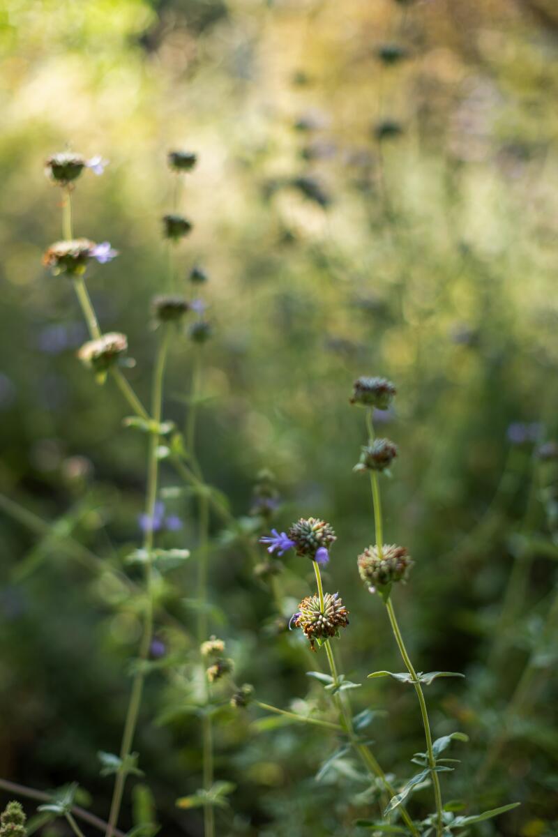 Purple Cleveland sage flowers in a garden