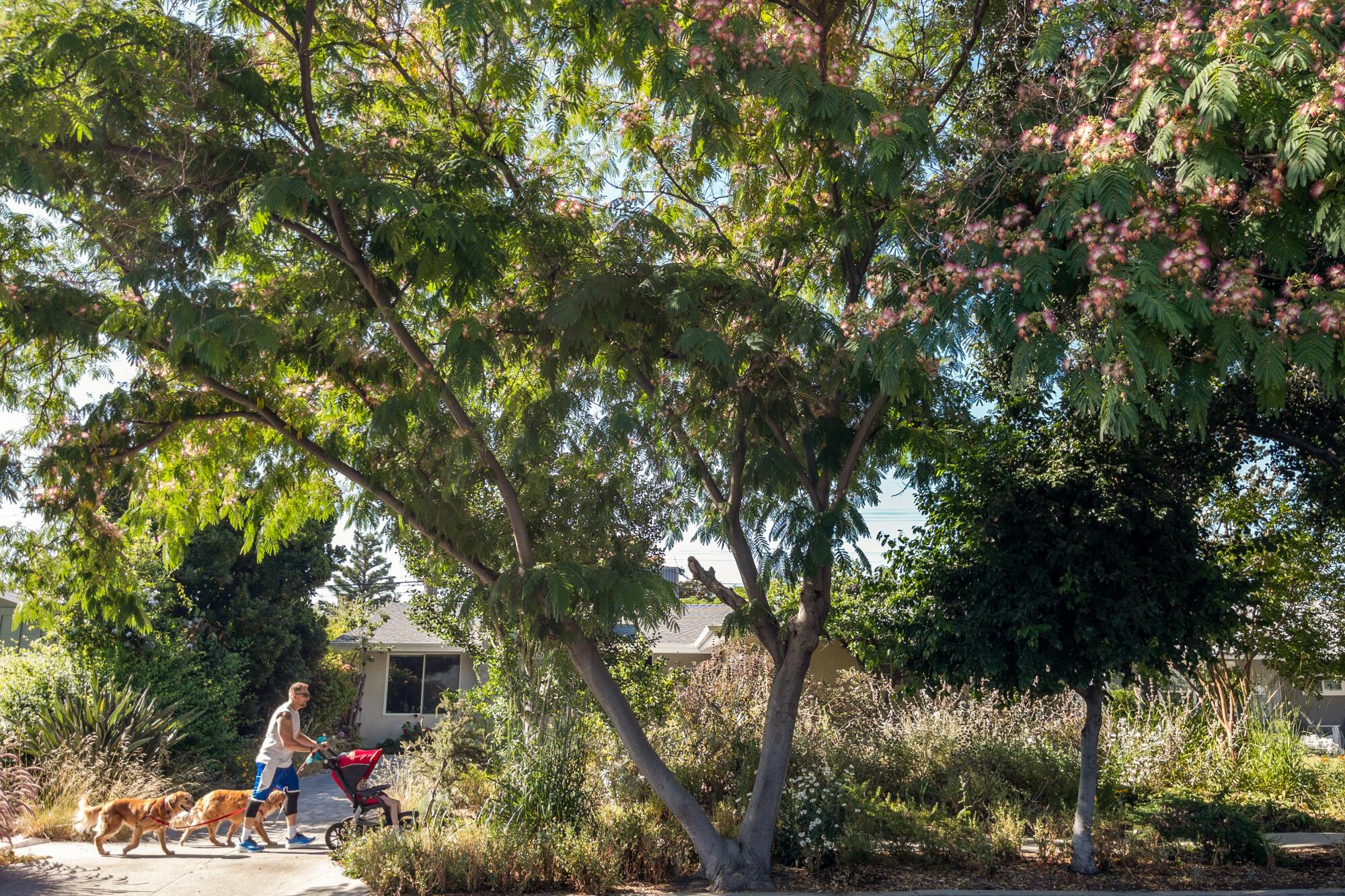 A wild native garden and trees in West Hills 