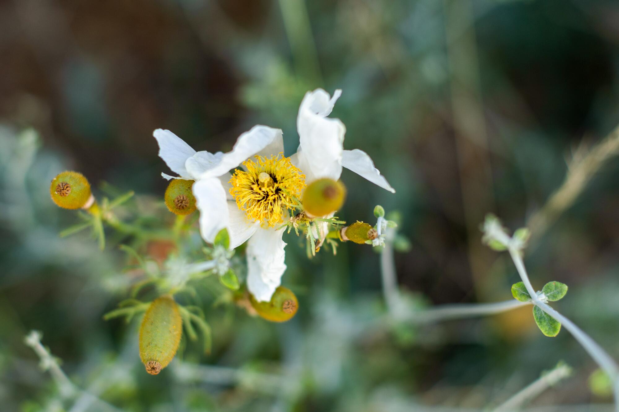 Matilija poppy.