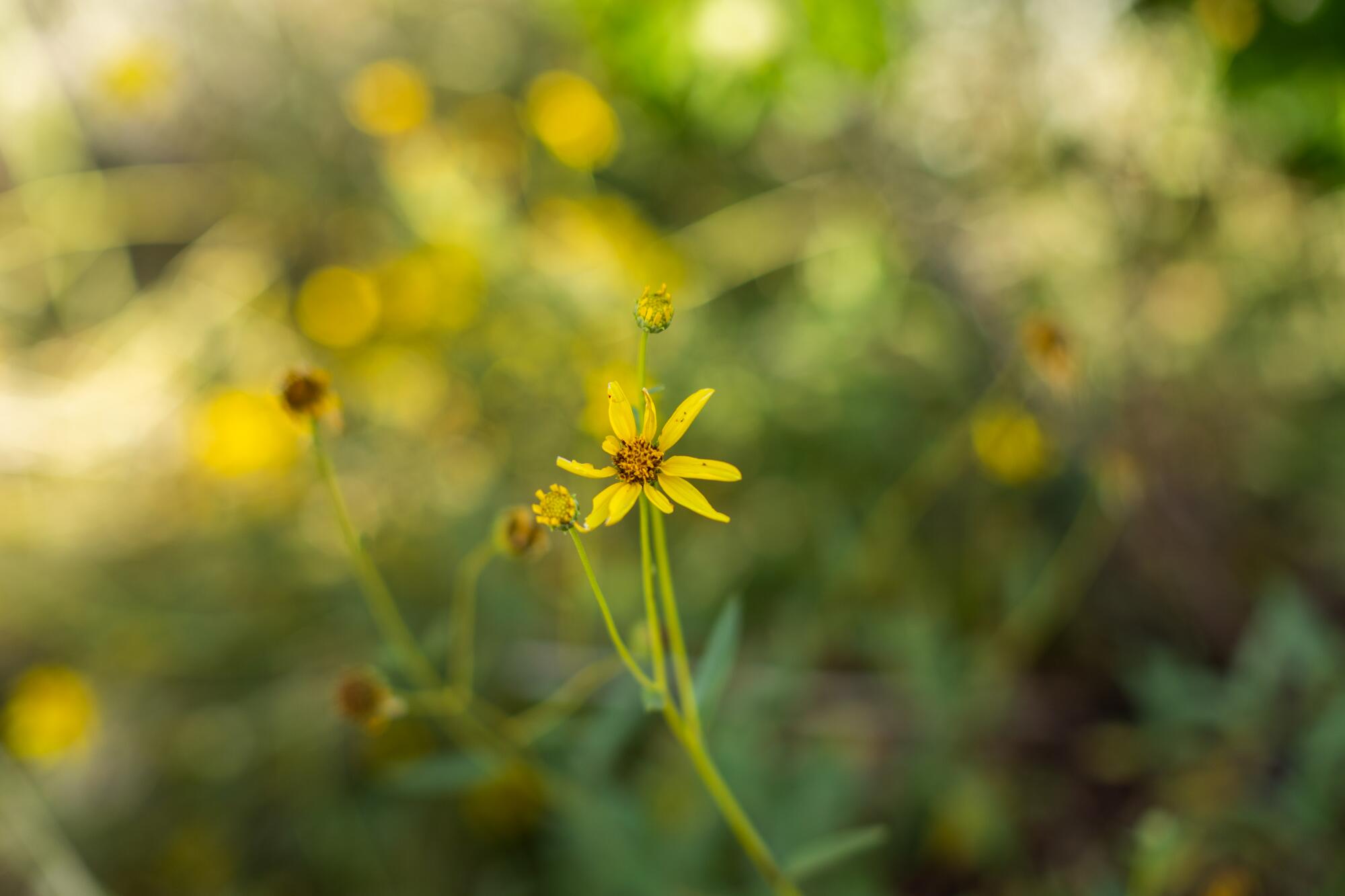 Yellow narrowleaf sunflower grows in a garden