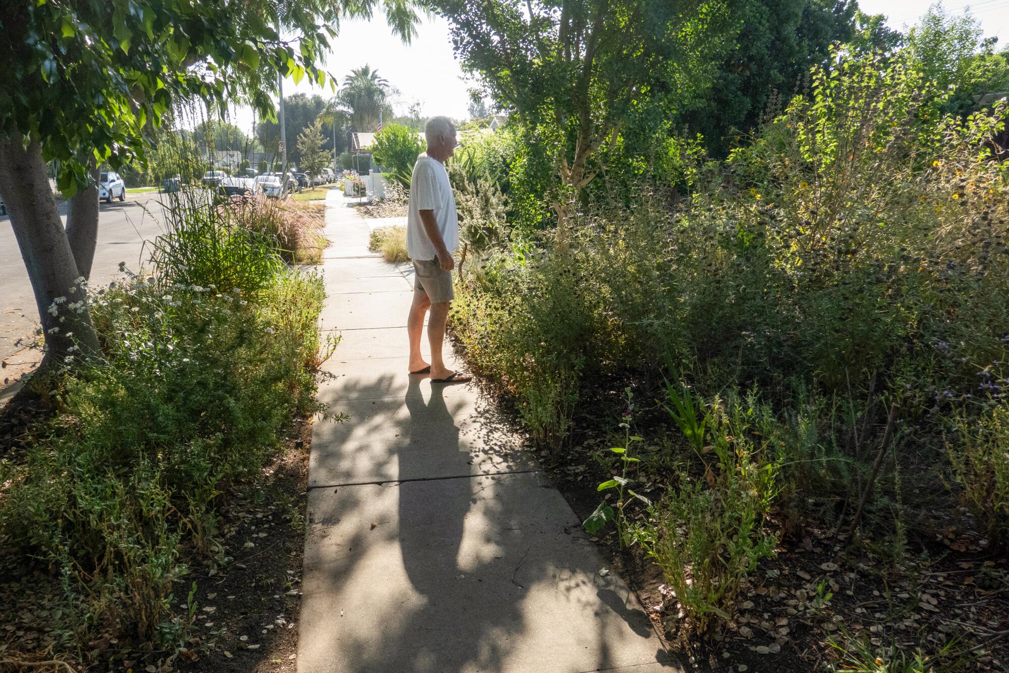 Eric Augusztiny stands on the sidewalk between his garden and the parking strip 