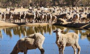 Report Backs Future Ban on Live Sheep Exports