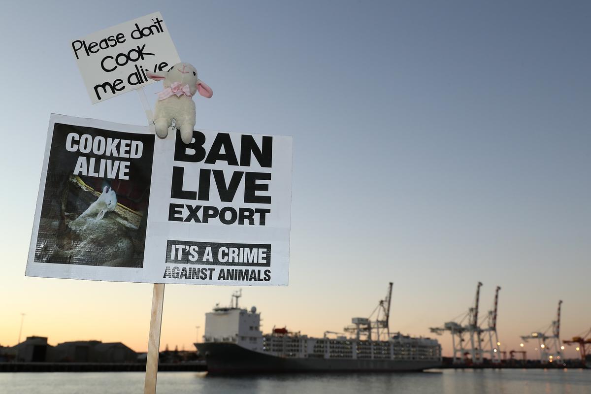 A banner of a live export protester is seen as sheep are loaded onto the Al Kuwait in Fremantle Harbour in Western Australia on June 16, 2020. (Paul Kane/Getty Images)