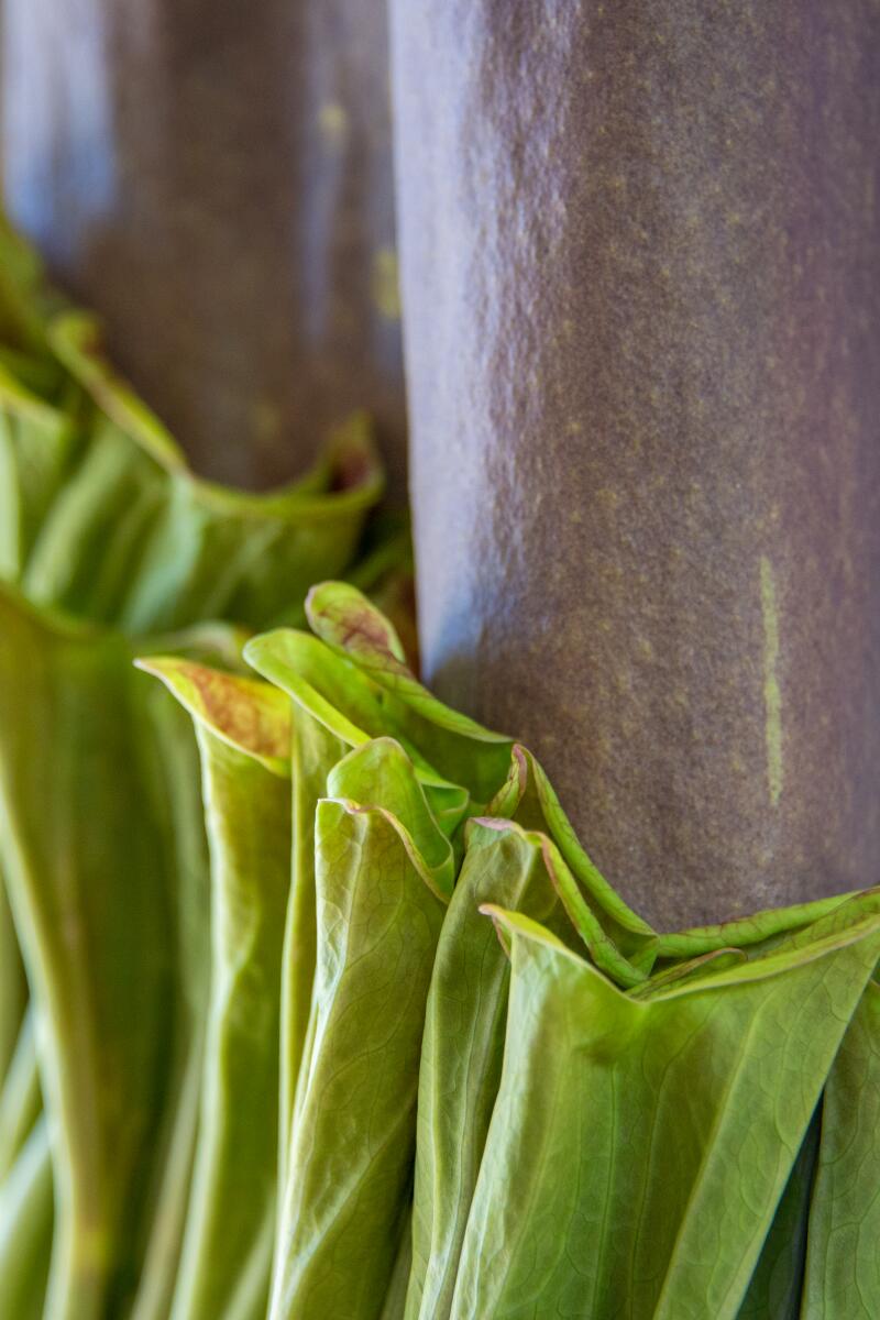 A closeup detail of a closed corpse flower before it blooms.