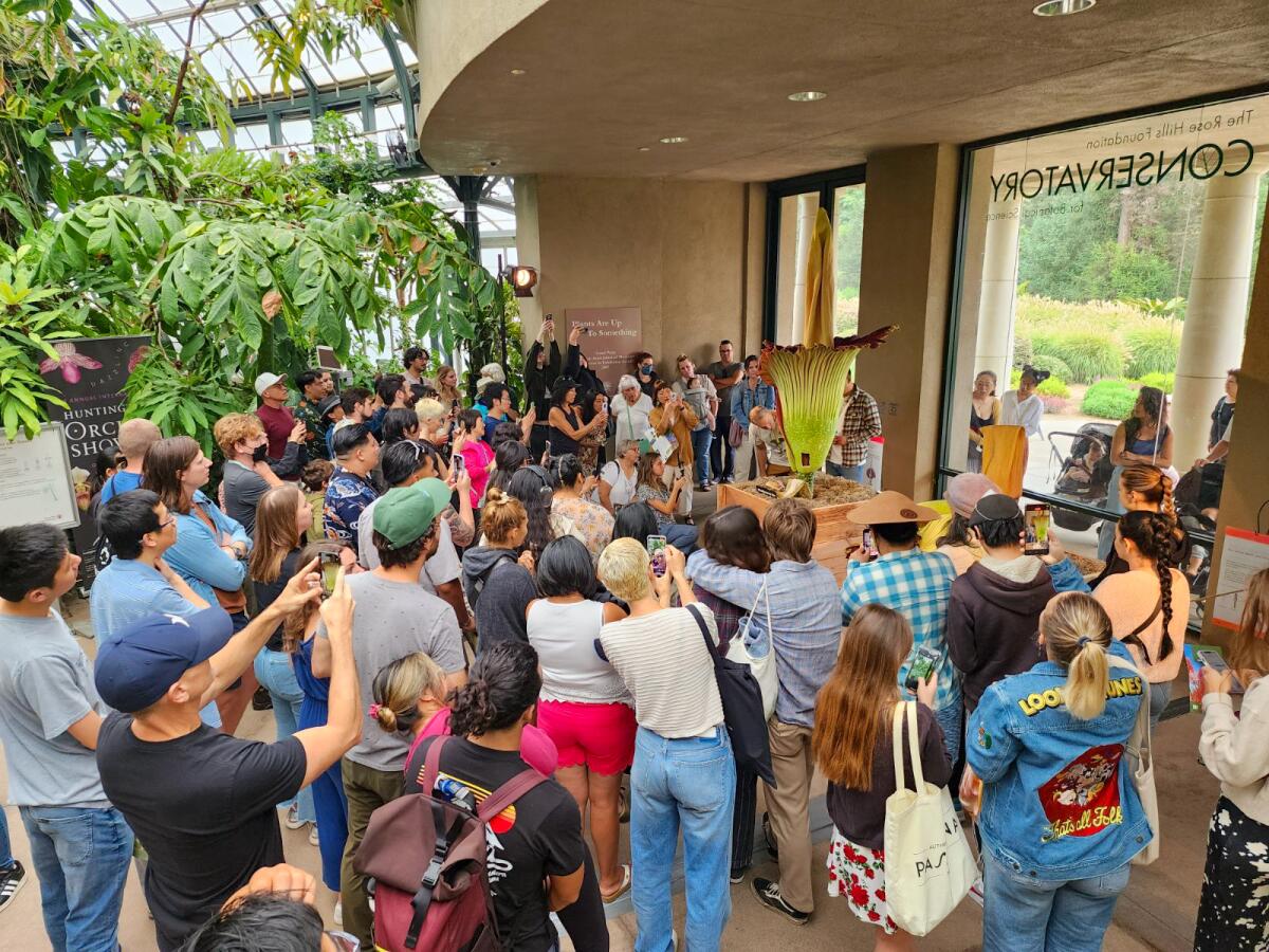 A crowd of people gawking at a blooming corpse flower. 