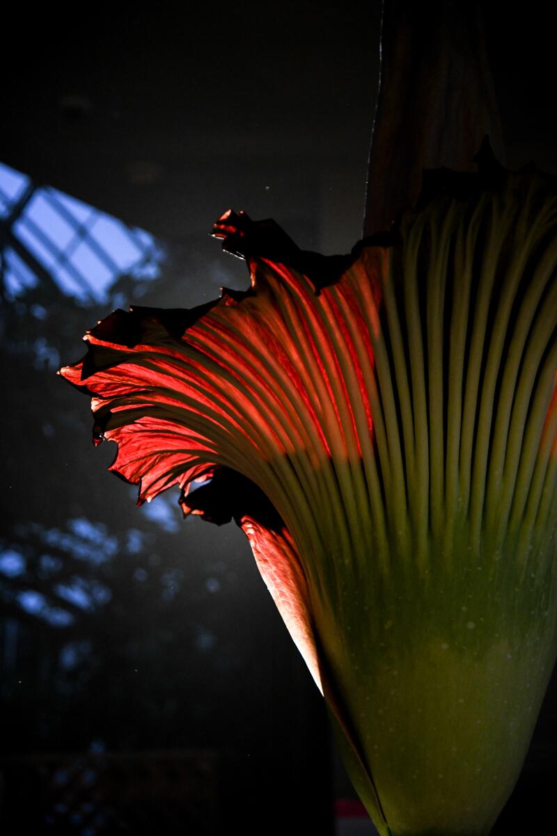 The deep maroon skirt of a blooming corpse flower.