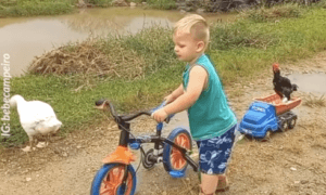 Little Boys Take Chickens to Play by Bicycles