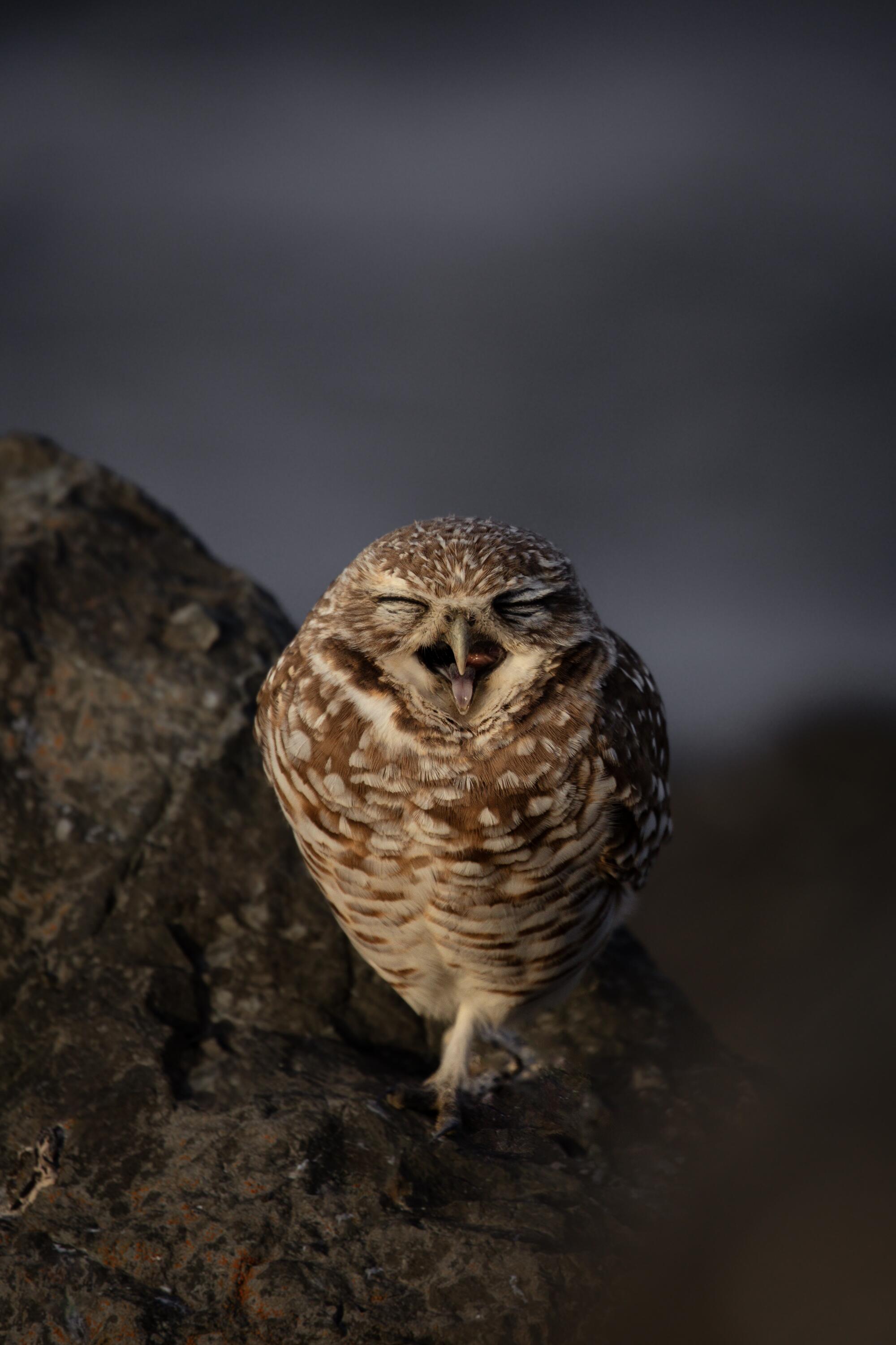 A burrowing owl in a busy park in Contra Costa County.