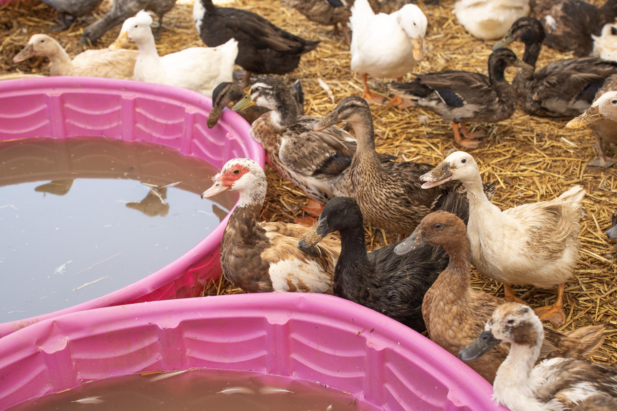 Waterfowl gather around a pair of wading pools.