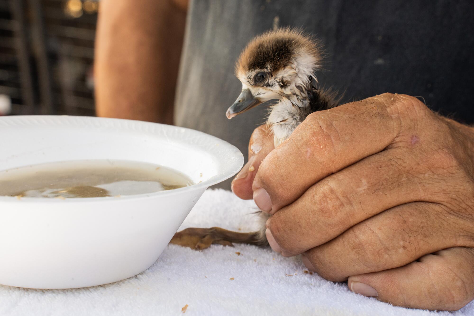  A gosling held in a man's hand.