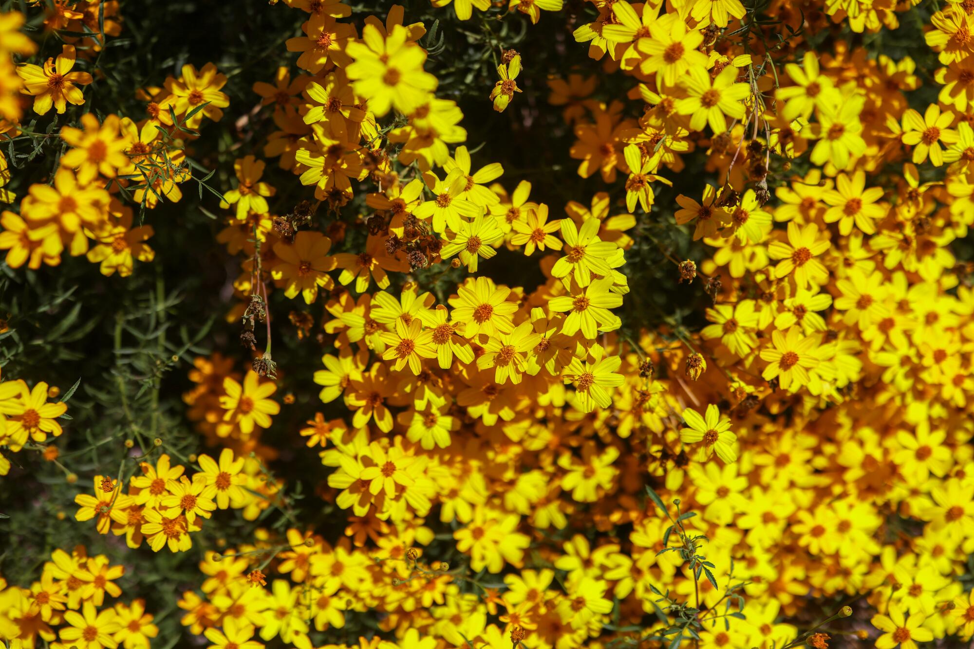 Bright yellow Mexican Marigold flowers 