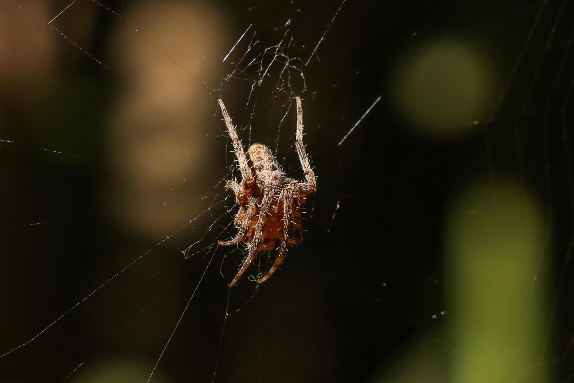 A spider, tiny leg hairs visible, suspended in its web.