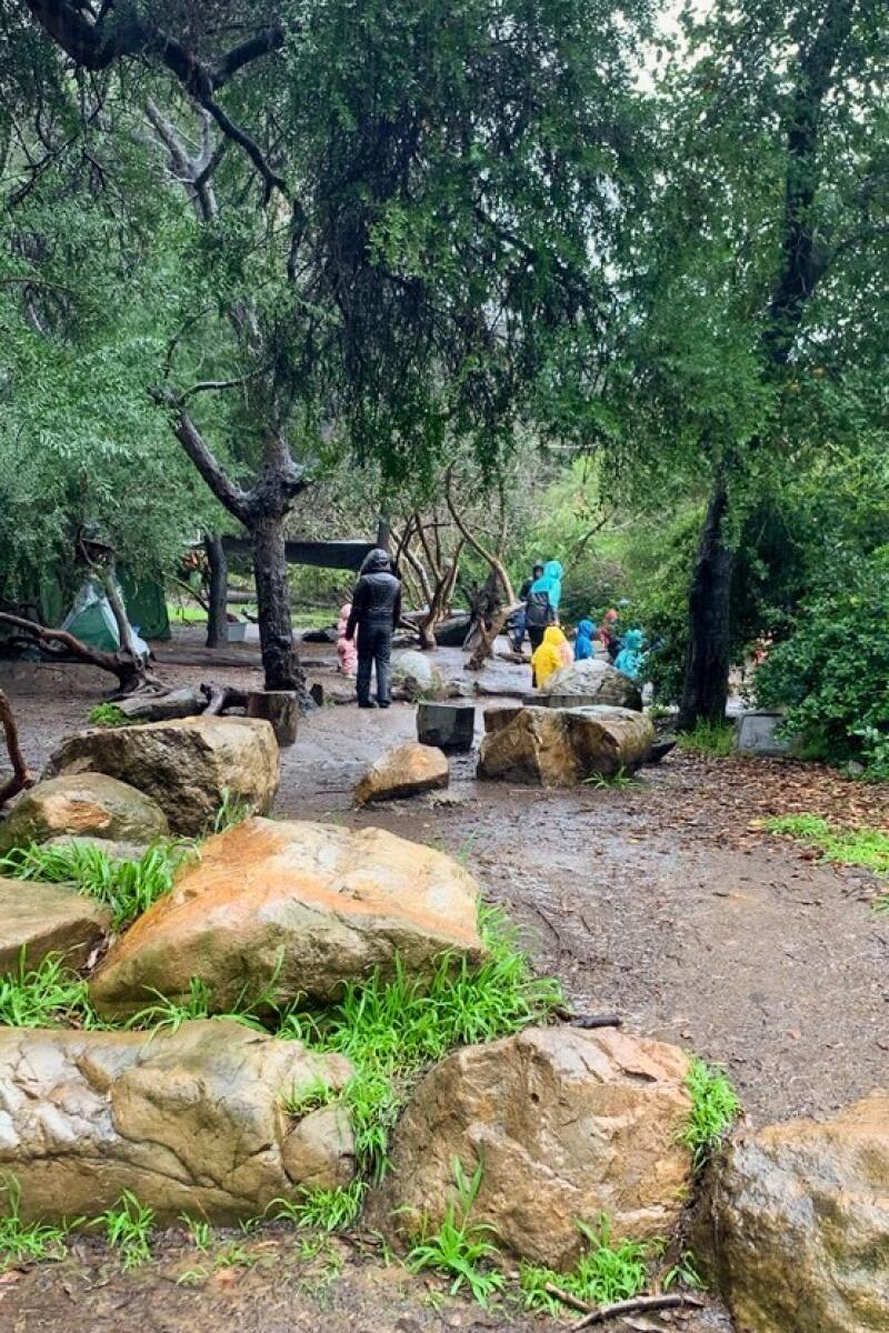 Stones and trees surround a wet dirt path on a rainy day