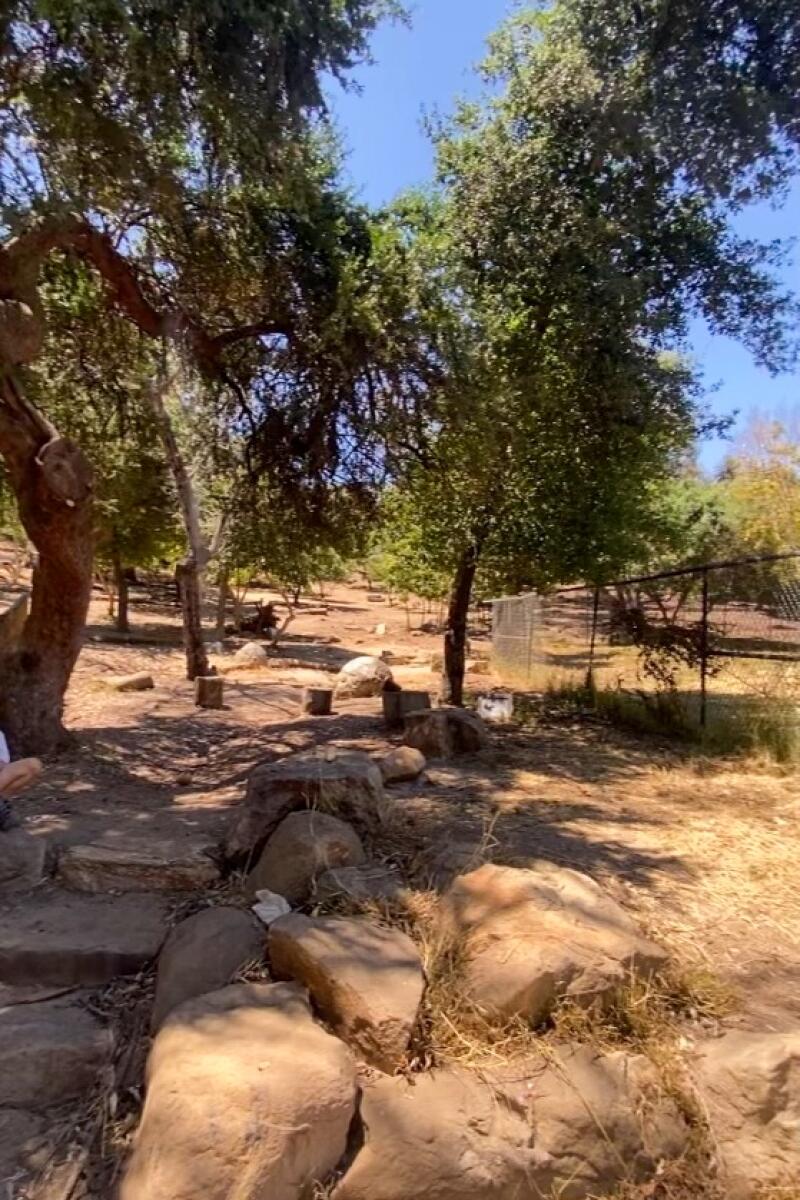 A few trees and rocks at a no longer shady site