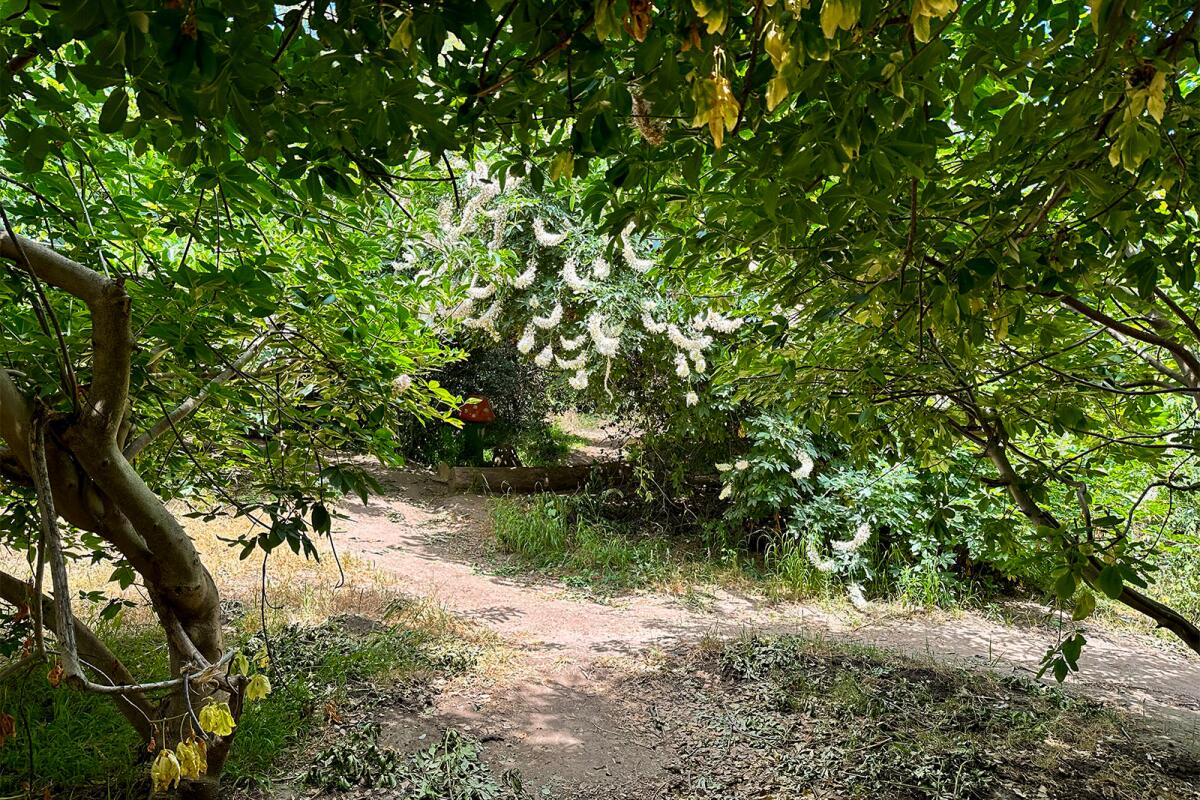 Trees and brush shade the Children's Garden.