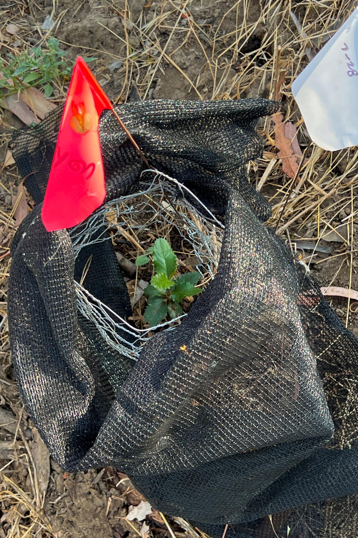 A tiny green plant surrounded with shade cloth and chicken wire for protection. 