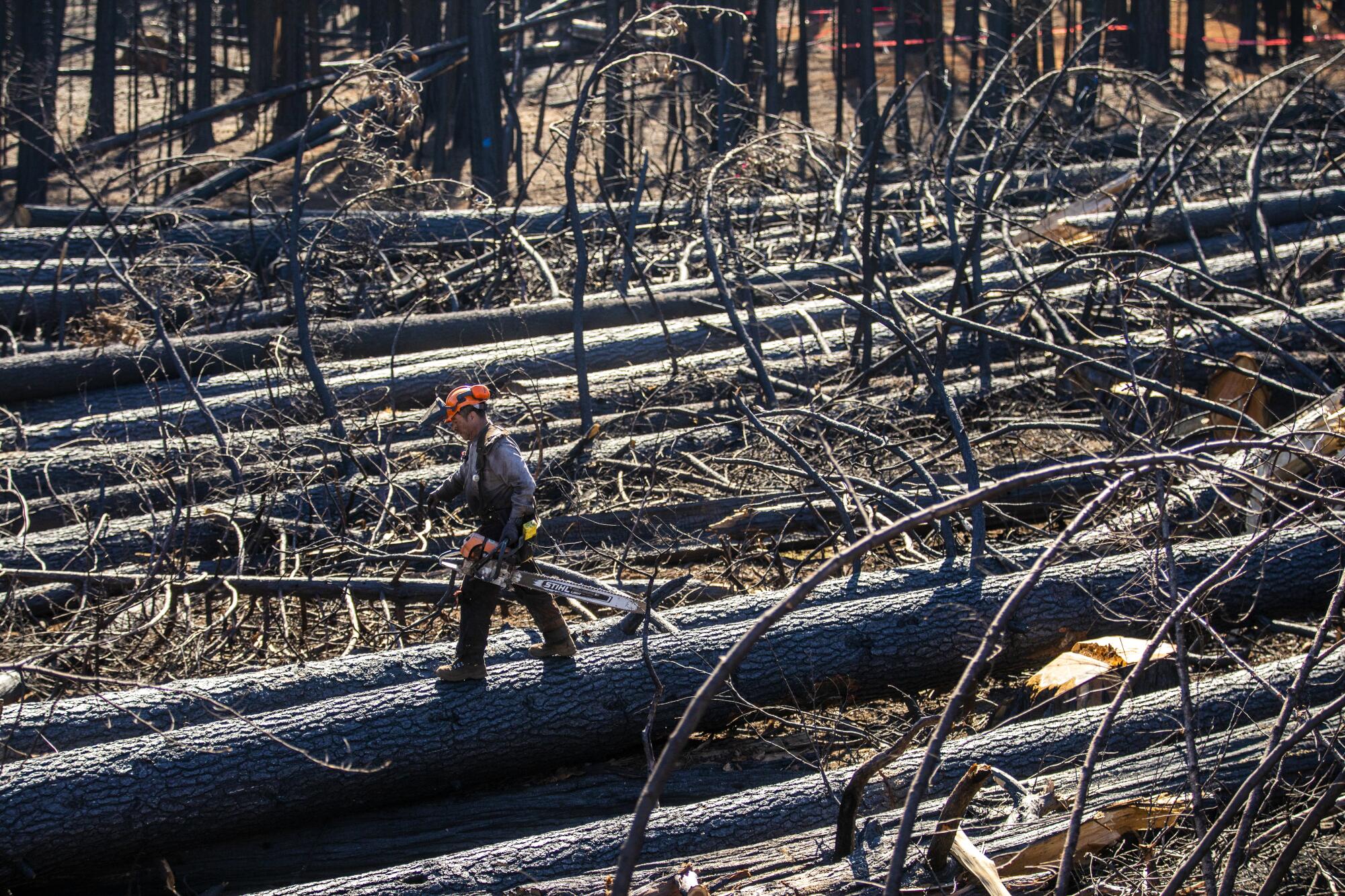 A man walks on a felled tree that was scorched by fire.