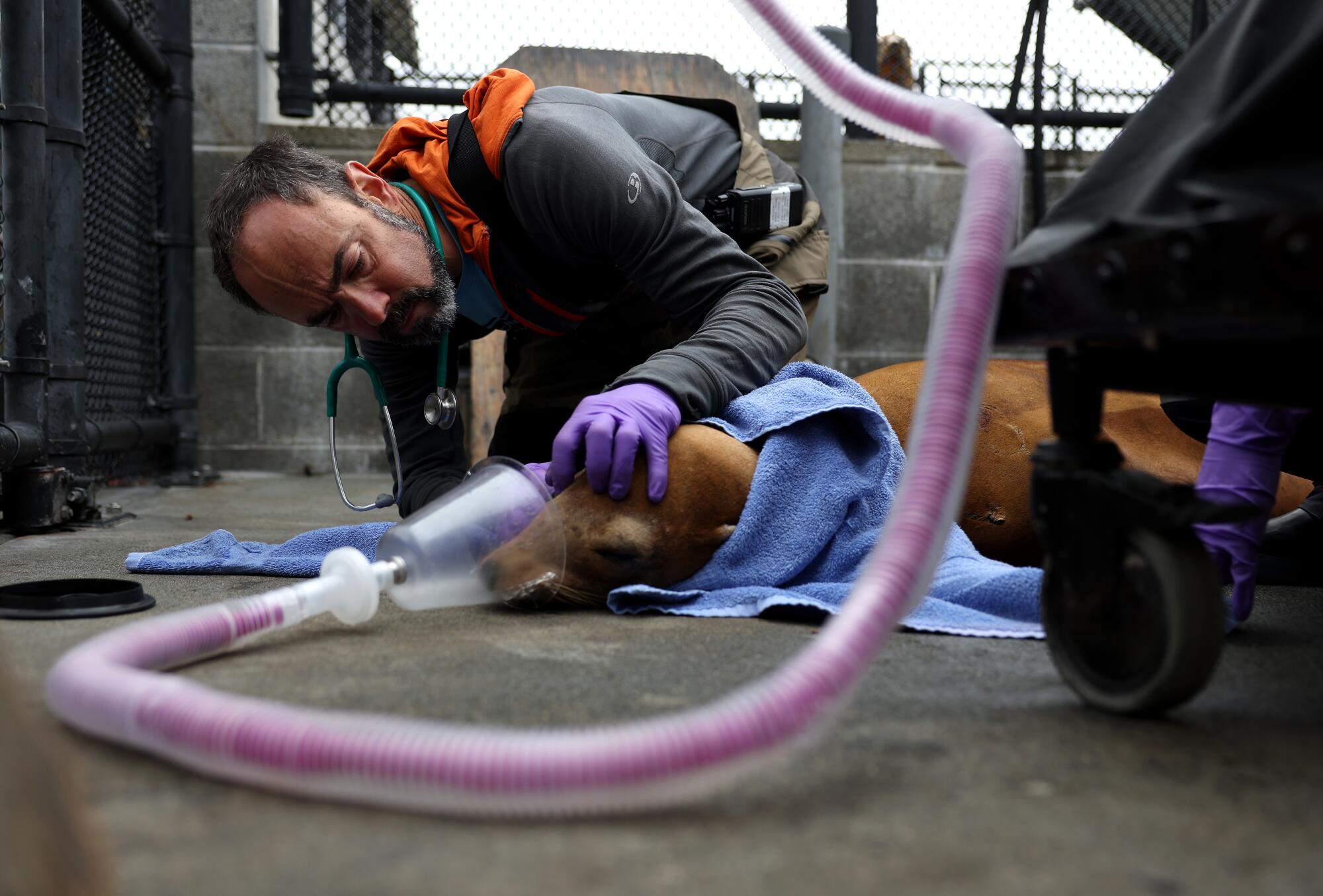 A veterinarian examines an ill sea lion.