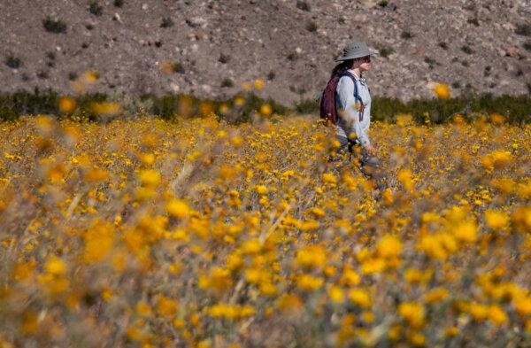 A hiker walks through a bloom of wildflowers in Anza Borrego Desert State Park, Calif., on March 20, 2024. (John Fredricks/The Epoch Times)