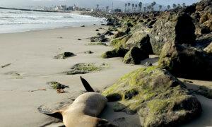 Sea Lions Are Stranding Themselves on California’s Coast With Signs of Algae Poisoning