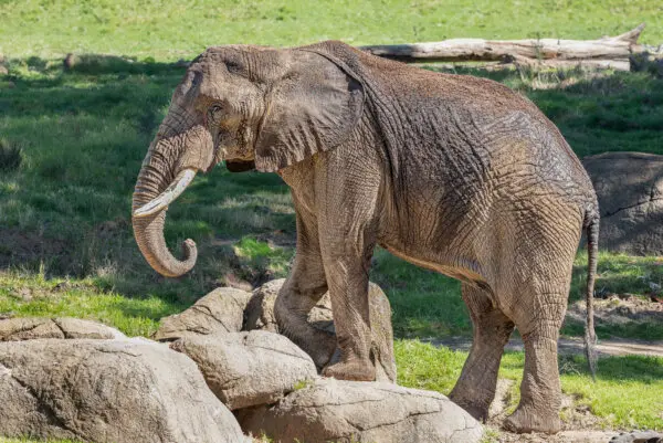 Osh will move to Tennessee in a specially designed, air-conditioned trailer. (Courtesy of Oakland Zoo)