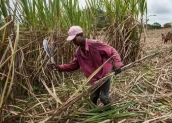 4. Museveni Dismantles Sugar Cartel: Ends 5% Trash Levy and Enforces Farmers’ Weighbridges