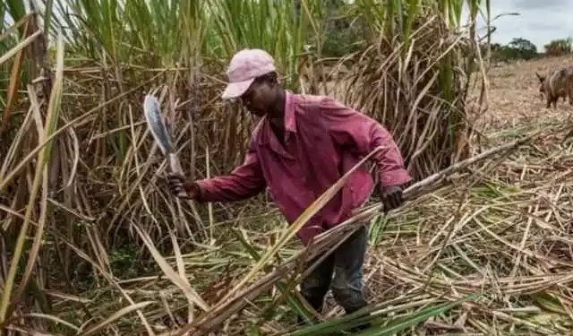 4. Museveni Dismantles Sugar Cartel: Ends 5% Trash Levy and Enforces Farmers’ Weighbridges