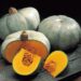 Pumpkin Is So Beneficial, See Some Diseases It Can Cure And Other Uses