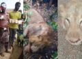 Ugandan Man Sustains Wounds after Wrestling and Killing a Lion