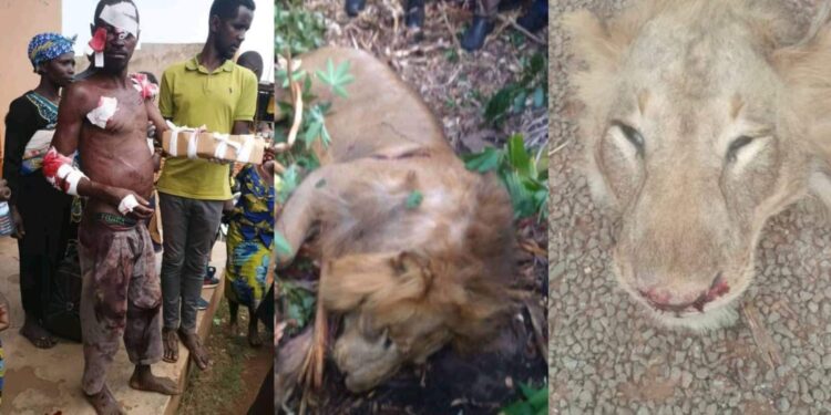 Ugandan Man Sustains Wounds after Wrestling and Killing a Lion