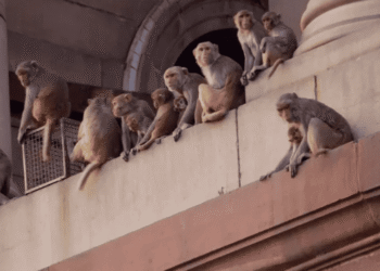 Shocking: Prominent Politician Dies In Brutal Clash With A Swarm Of Monkeys That Ambushed Him At Home