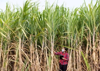 Presidential Commissioning Of CN Sugar Factory Draws National Attention Over Unresolved Sector Concerns