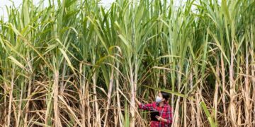 Presidential Commissioning Of CN Sugar Factory Draws National Attention Over Unresolved Sector Concerns